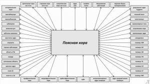 11.23.5 Подробное разъяснение. Задняя поясная кора
