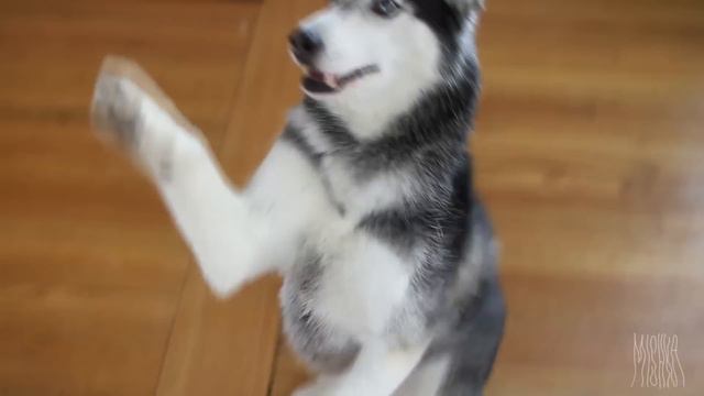 MISHKA: DUBSTEP DOG смотреть онлайн