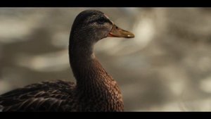 Про уток Егорьевска 2022.