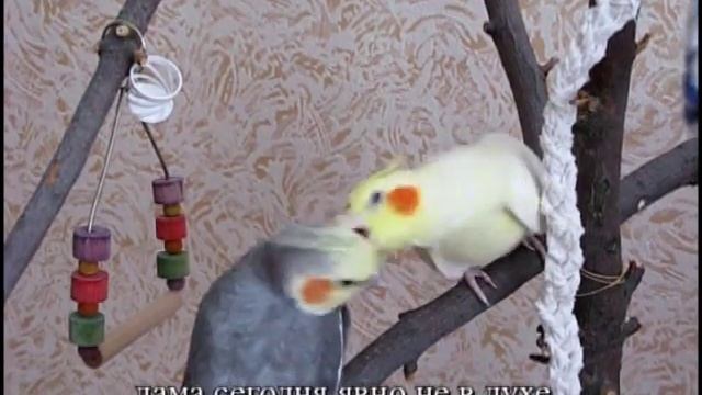 Будни попугаев корелл Weekday Cockatiels