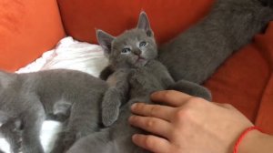 Русские голубые котята 🐱 Питомник Русских Голубых кошек Ruzara