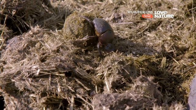 Легенды / Герои дикой природы / Wildlife Icons Серия 3 Навозные жуки  природные утилизаторы