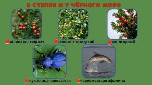 Окружающий мир 4 класс Перспектива. ТЕМА "ПО СТРАНИЦАМ КРАСНОЙ КНИГИ" с.114-117