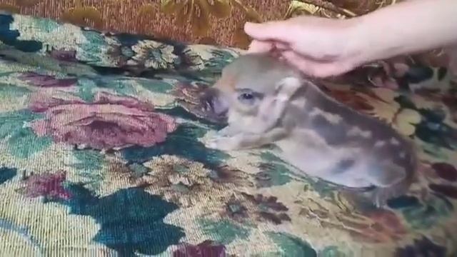 Минипиги, минипиг, микропиги, микропиг, minipig, micropig, свинки, питомник, Рязанская Диковинка