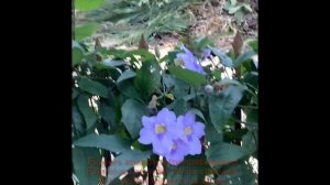 Thunbergia grandiflora Bengal clock vine Blue sky flower Thunbergia grandiflora Alba climber vines