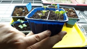 Starting more Cut Flowers from seed 🌾🌿 March Seedling Update