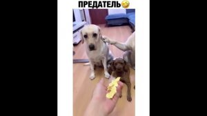 ПРИКОЛ - предатель