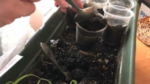 Пересаживаю базилик
