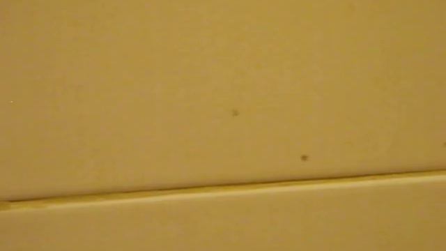 Муравьи мелкие смотреть онлайн