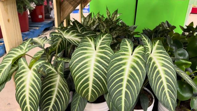 Plant shopping @ Rona (Dracaena, sansevieria, xanthosoma lindenii and more plants) смотреть онлайн