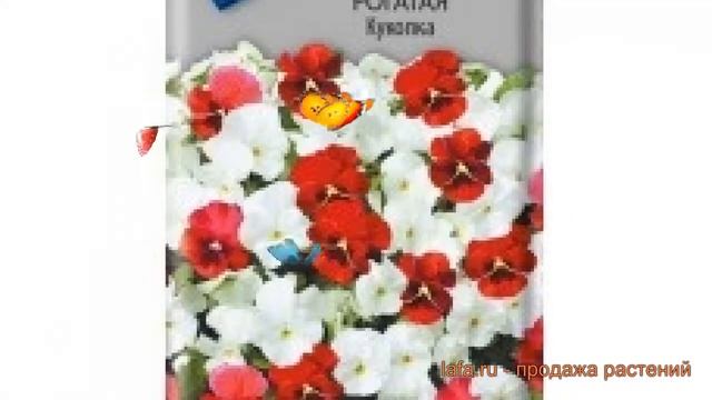 Фиалка рогатая Куколка (kukolka) ? рогатая фиалка Куколка обзор: как сажать, семена фиалки Куколка