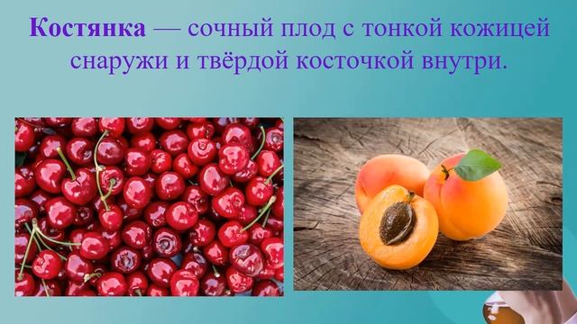 Плод.  Разнообразие и значение плодов