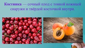 Плод.  Разнообразие и значение плодов
