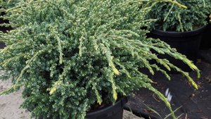 Можжевельник чешуйчатый "Хольгер" Juniperus squamata Holger