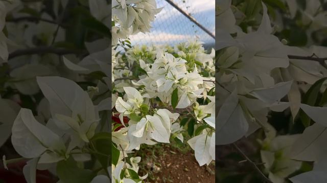 White Bougainvillea #flowers #bougainvilleaflower смотреть онлайн