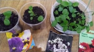 ВИОЛА , АНЮТИНЫ ГЛАЗКИ   -  1.5 месяца. Первая подкормка.