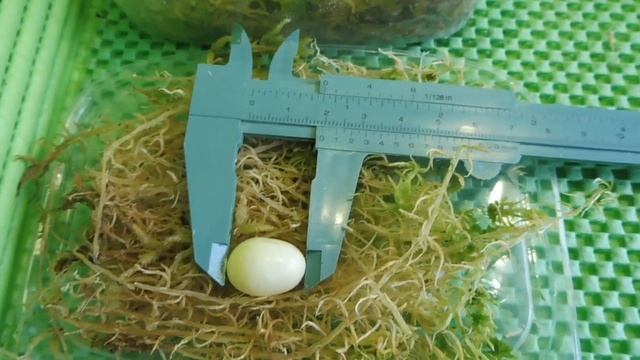 АРХАХАТИНА ВЕНТРИКОЗА ЛЕУЦИСТ #УЛИТКИКУПЛЮПРОДАЮ( ПИТОМНИК "МАРИ МИСТИК" )