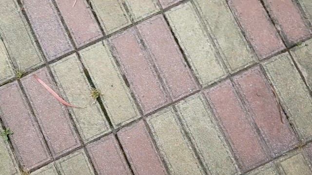 СОЧИ ? ЧТО РАСТЕТ ОКОЛО ДОМА? | Субтропический рай в отдельно взятом городе смотреть онлайн