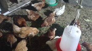 редбро 4 месяца занеслась.mp4