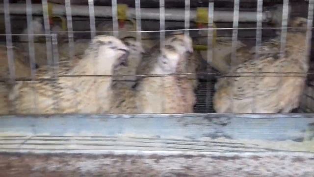 Выгодно или нет? Какую прибыль даёт перепёлка?Себестоимость пищевого перепелиного яйца.