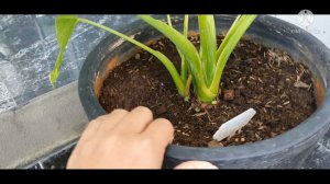 วิธีปลูกบอนหูช้างด่างเหลือง แบบละเอียด (Alocasia Gageana Aura Variegated) ep.2