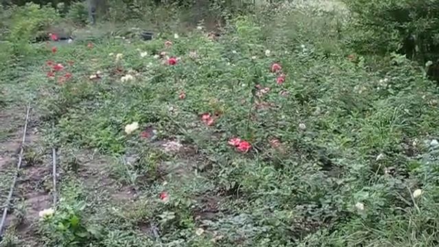 Розы корнесобственные, посаженные в феврале из черенков смотреть онлайн