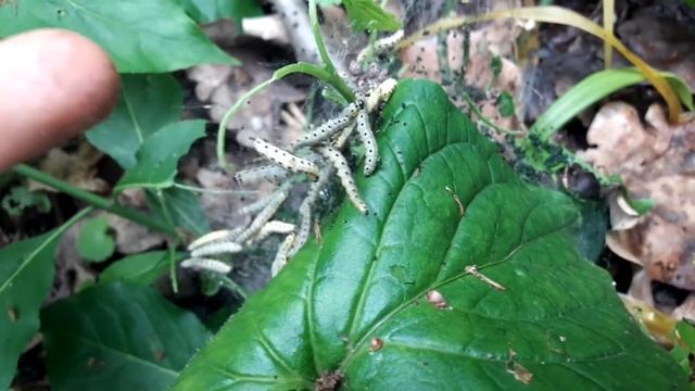 Гусеницы плетут паутину смотреть онлайн