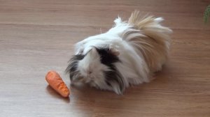 Guinea pig eating a carrot. Funny animals. Морская свинка кушает морковку