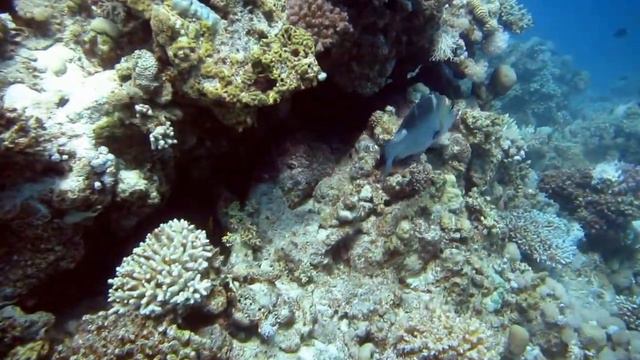 Ras Disha смотреть онлайн