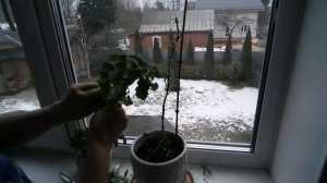 Черенкование томата сорта  Балконное чудо.