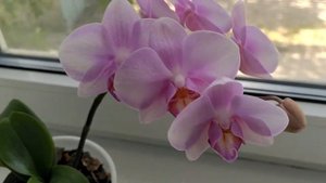 Phal. Miki Sakura 1327