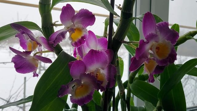 Орхидея Дендробиум Нобиле. Уход во время цветения. смотреть онлайн