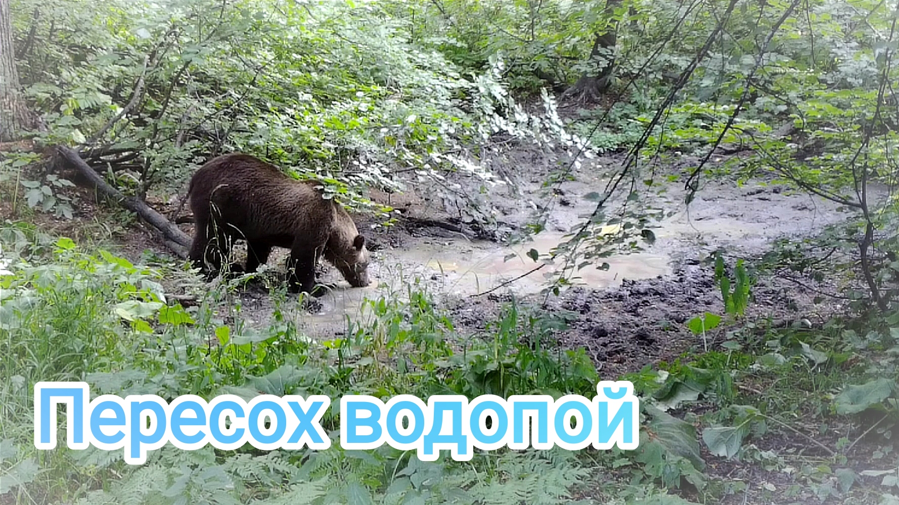 Звери покидают водопой. смотреть онлайн