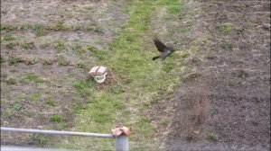 my cats and the crow