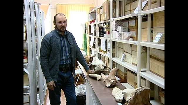 Привет из прошлого В Тангуе нашли останки черепа древнего бизона смотреть онлайн