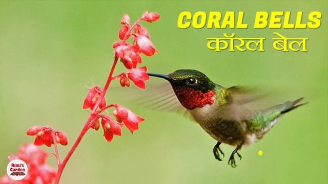 घर में इन फूलों के पौधे होने ढेरों रंग बिरंगे पंछि आएंगे || Colourful Birds Attracting Flowers смотреть онлайн