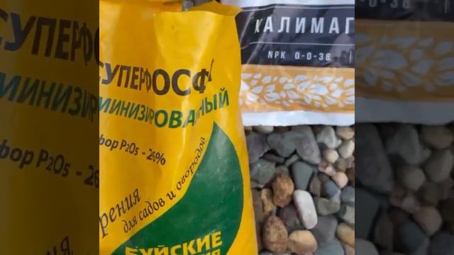 Подкормка и обработка рододендрона после цветения