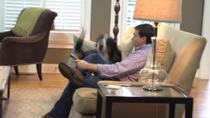 PetSafe® Elite Ошейник-антилай для больших собак