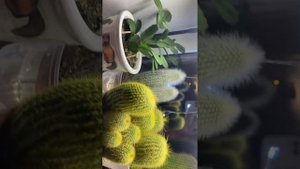 Декоративная подсветка для кактусов. Фитолампа. Как расставить кактусу на подоконнике?