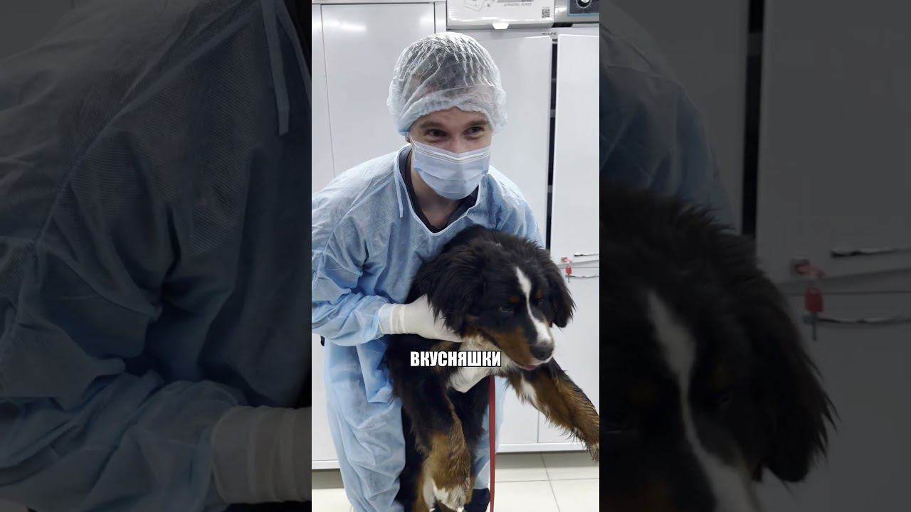 Зенненхунд подавился костью #ветеринария #кость #зенненхунд #собаки #ветеринарнаяклиника #иннородка смотреть онлайн