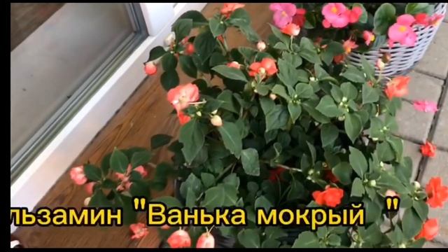 Пеларгонии ,бегонии в моем саду. Июльское цветение. смотреть онлайн