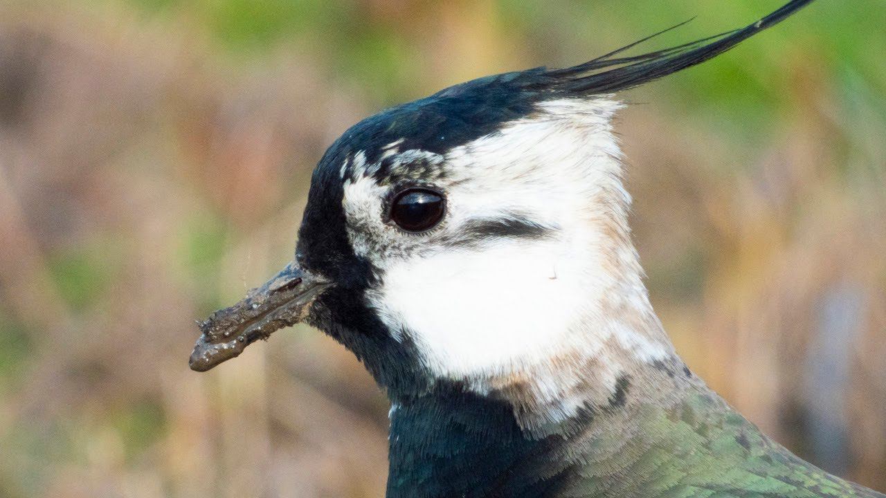 Northern lapwing catching worms / Чибис ловит червяков смотреть онлайн