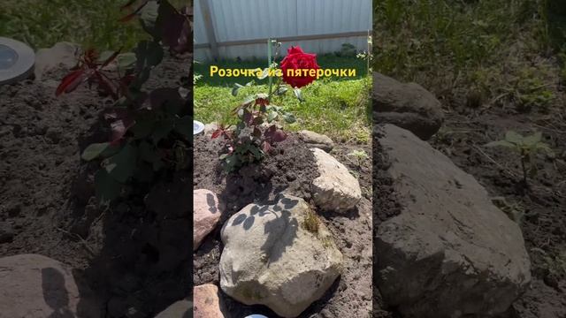 Роза ? из Пятерочки зацвела ,рекомендую… #деревенскаяжизнь #деревня #розы #декордлясада