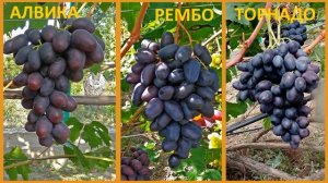 @Какой виноград посадить, Алвику, Рембо или Торнадо