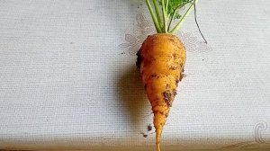 Как правильно хранить морковь