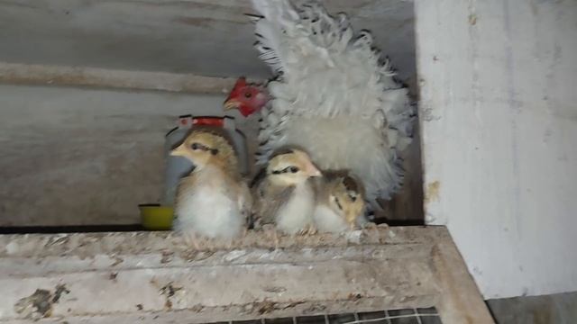 какие цыплята продаются? сколько водит курица? смотреть онлайн