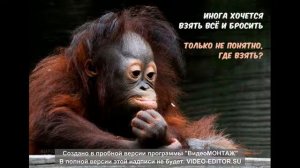 фото приколы с животными