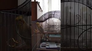 Пение попугая Кореллы. Beautiful parrot singing.