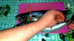 Копчение рыбы. Скумбрия сухим способом посола.