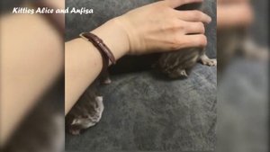 Ура! РОДИЛИСЬ МИЛЫЕ  КОТЯТА.  Первые минуты жизни котят